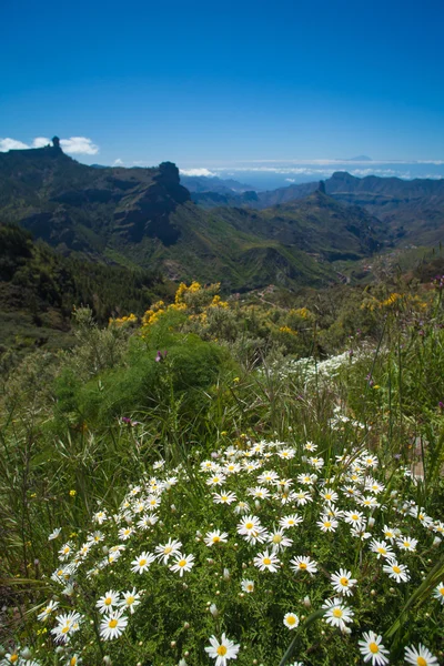 Flora gran Canaria — Zdjęcie stockowe
