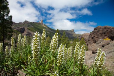 gran canaria florası
