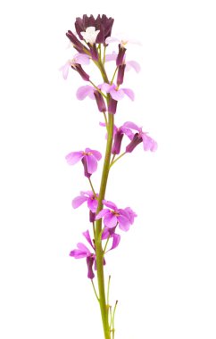 Erysimum geçmiyordu