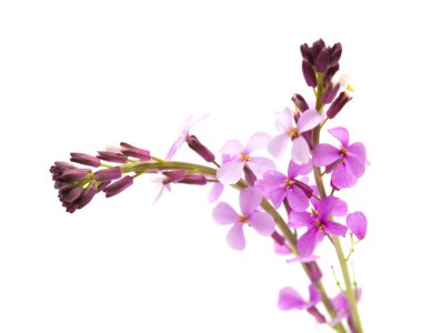 Erysimum geçmiyordu