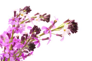 Erysimum geçmiyordu