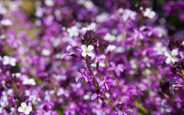 Erysimum geçmiyordu ve bol çiçekli