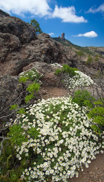 Gran Canaria, Caldera de Tejeda, fleurs — Photo