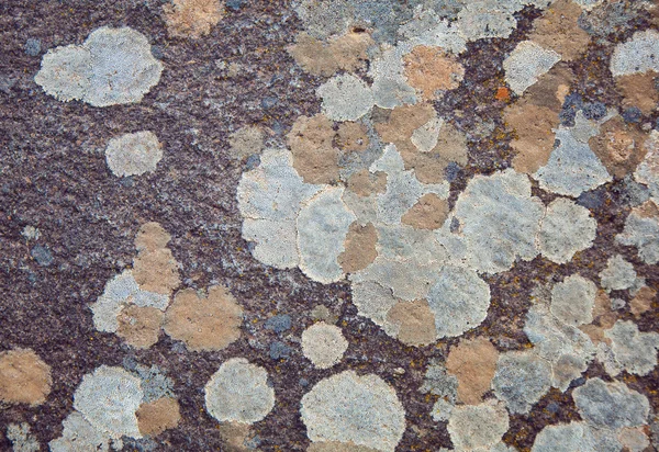 Fond lichen — Photo