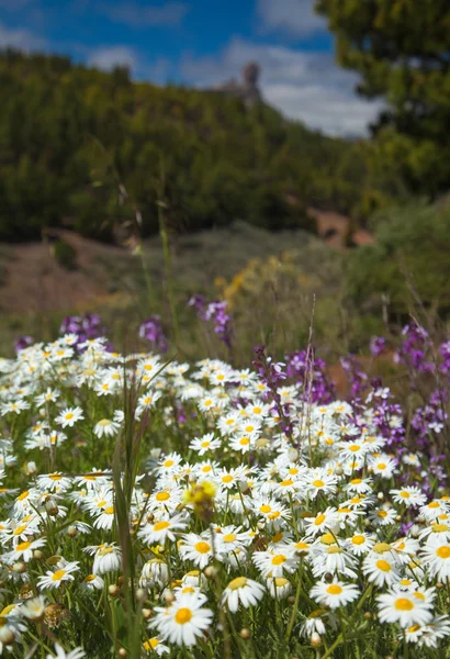 Caldera de tejeda gran canaria —  Fotos de Stock