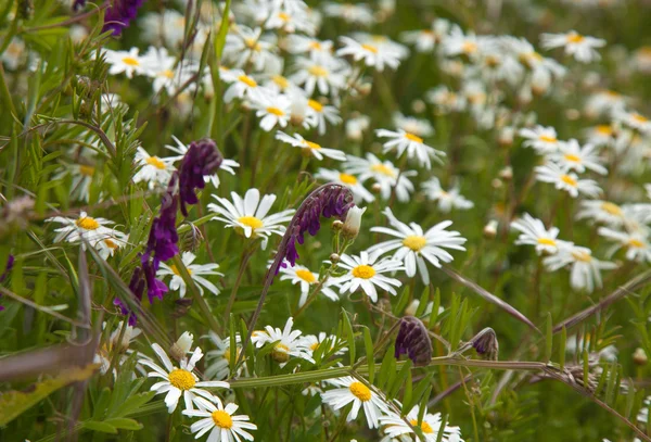 Flora of Gran Canaria — Stock Photo, Image