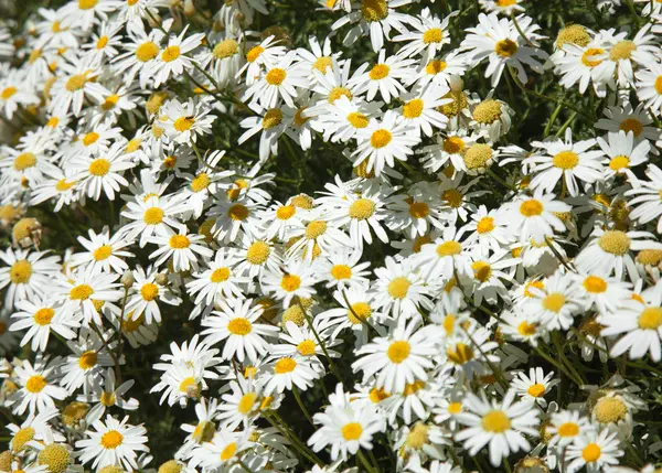 Flowering canarian marguerite daisy — Stock Photo, Image