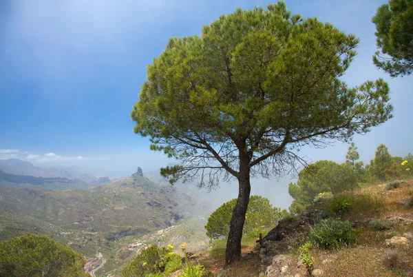 Gran Canaria, Caldera de Tejeda — Stockfoto