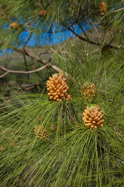Pinus canariensi, Kanári fenyő — Stock Fotó