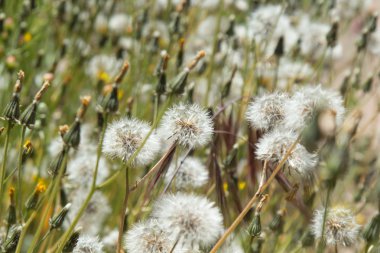 Sonchus tohum kafaları arka plan