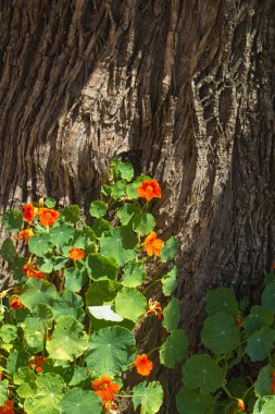 Tropaeolum majus, Bahçe nasturtium