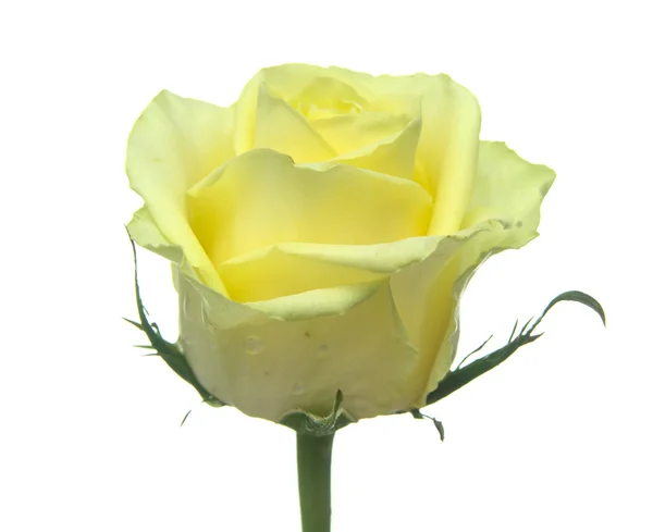 Желто-зелёная роза — стоковое фото