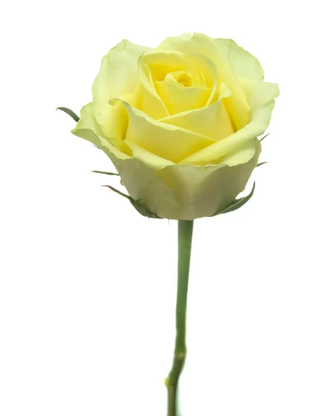 Желто-зелёная роза — стоковое фото