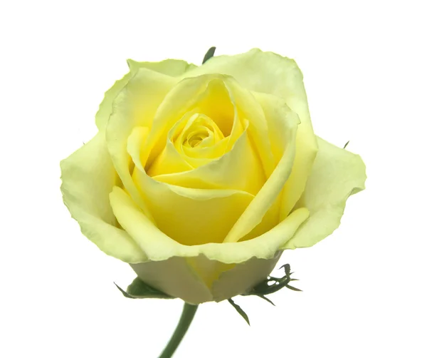 Rosa amarillo-verde — Foto de Stock