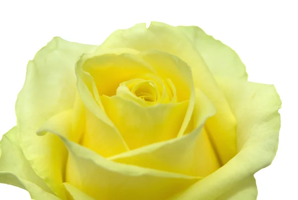 Rose jaune-verte — Photo