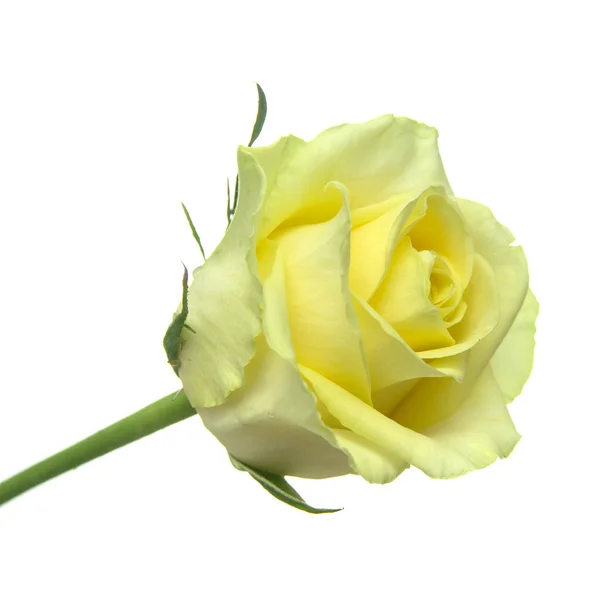 Żółto Zielona róża — Zdjęcie stockowe