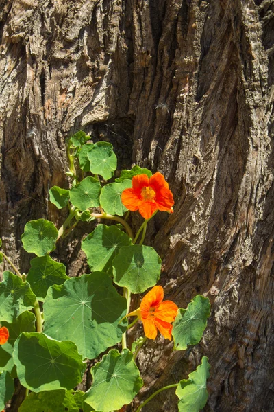 Tropaeolum majus, nasturtium de garde — Photo