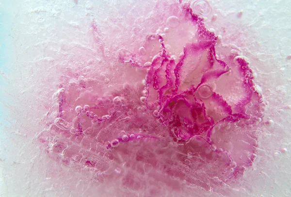 Frozen flora — Stock Photo, Image