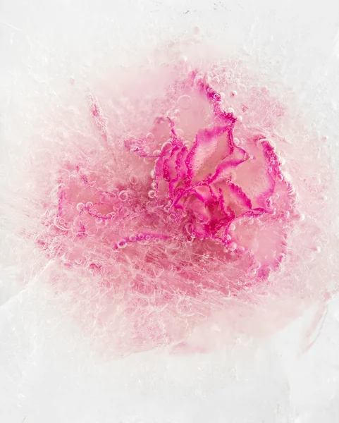 Frozen flora — Stock Photo, Image