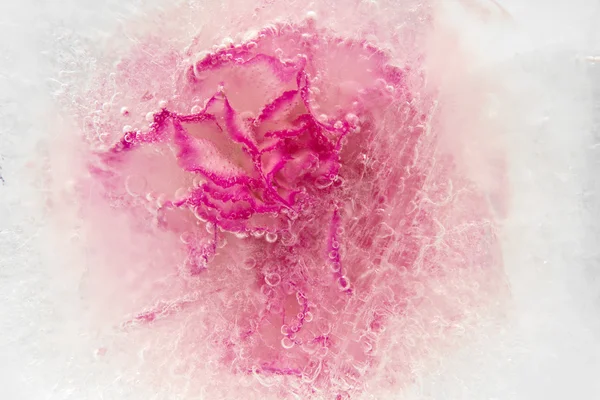 Заморожені флори — стокове фото