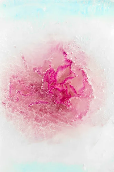 Frozen flora — Stock Photo, Image