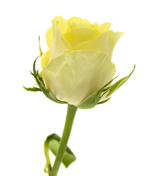 Rosa amarelo-verde — Fotografia de Stock