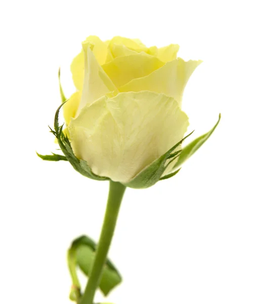 Rosa amarelo-verde — Fotografia de Stock