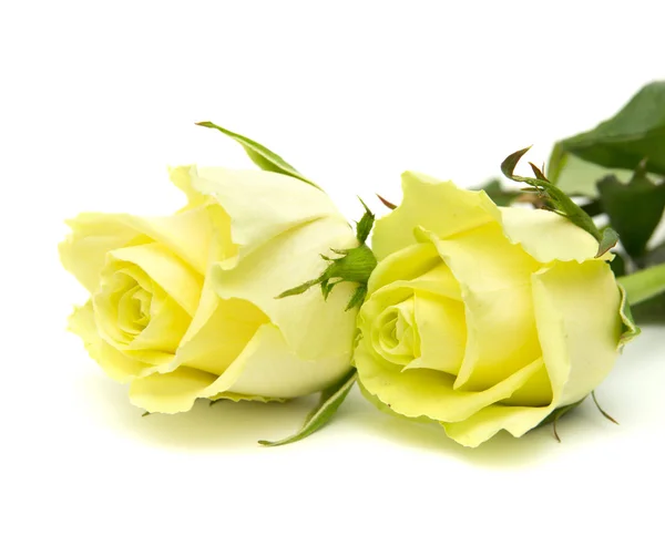 Yellow-green rose — Stock Photo, Image