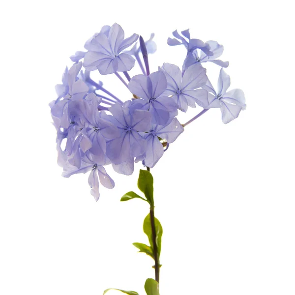 Plumbago Auriculata — Foto de Stock