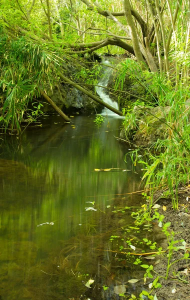 Gran Canaria, Azuaje — Stockfoto