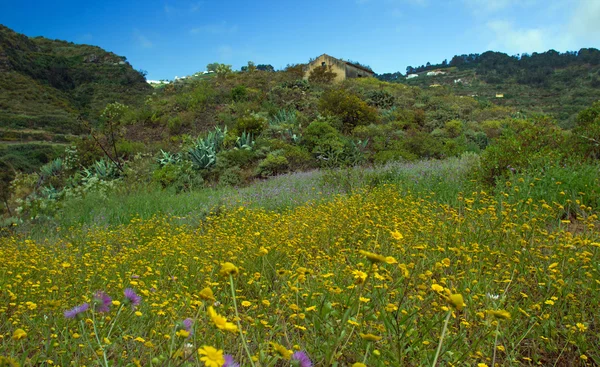 Gran Canaria, inland nortern parts, Barranco de Azuaje — Stock Photo, Image