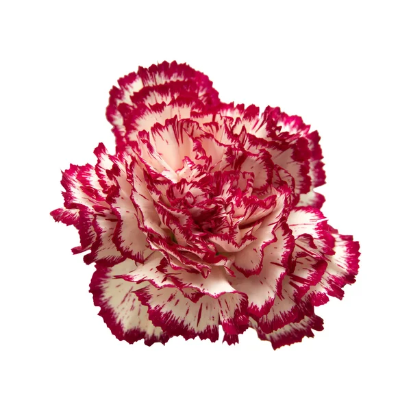 Carnation vareigated bloemen — Stockfoto