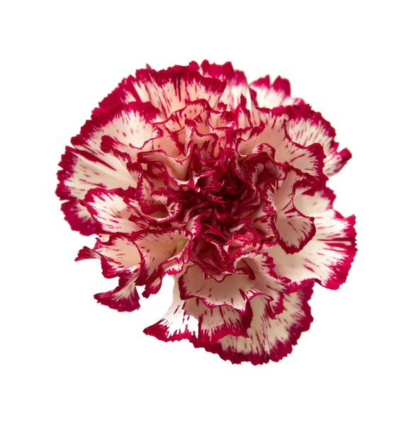 Carnation vareigated bloemen — Stockfoto