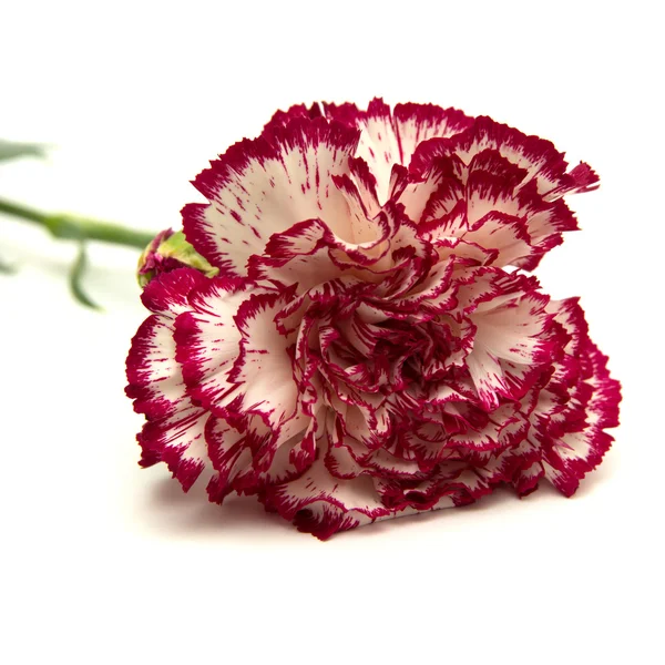 Vareigated carnation flowers — Stock Photo, Image