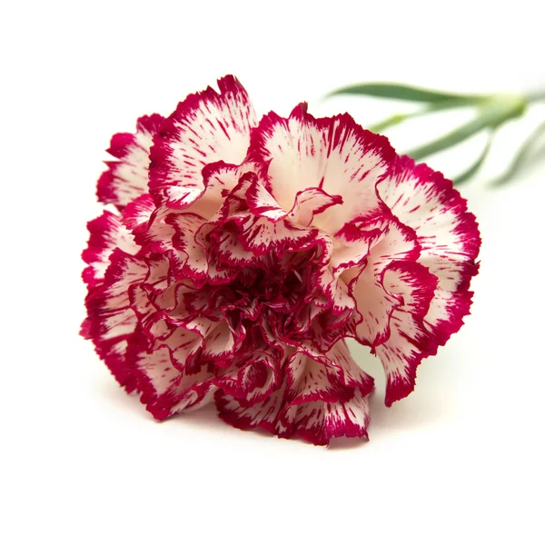 Vareigated carnation flowers — Stock Photo, Image