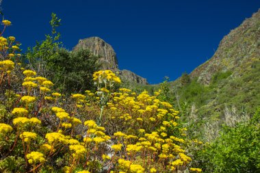 İç Gran Canaria, Valsequillo Belediyesi
