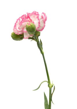 vareigated carnation flowers clipart