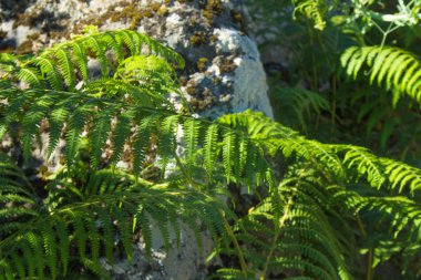 Eğrelti otları ve kayalar ile doğal arka plan 