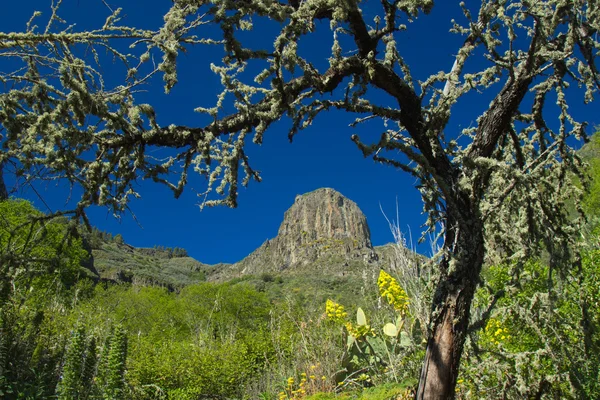 İç Gran Canaria, Valsequillo Belediyesi — Stok fotoğraf