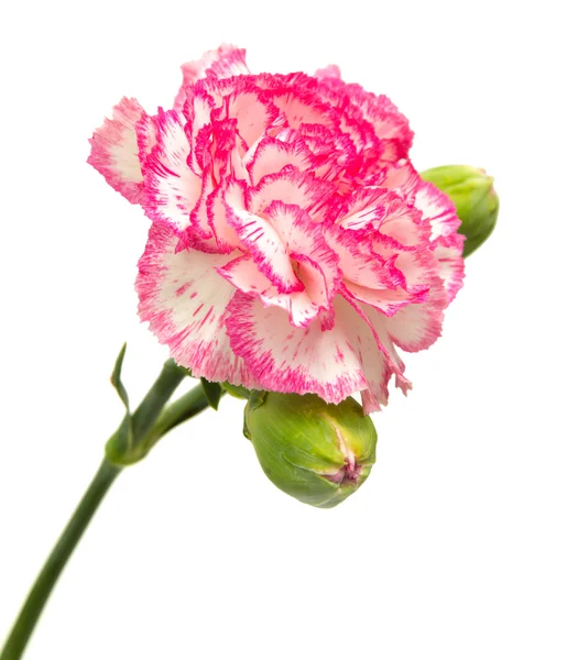 Vareigated carnation flowers — Stock Photo, Image