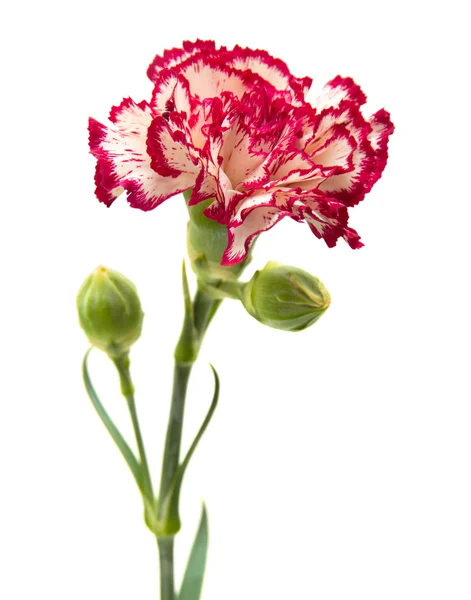 Vareigated carnation flowers — Stock Photo, Image