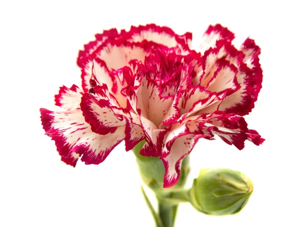 Carnation vareigated bloemen — Stockfoto