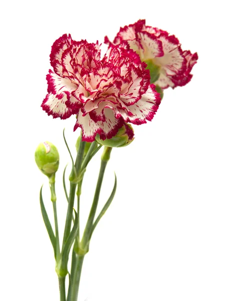 Vareigated carnation flowers — Stock Photo, Image