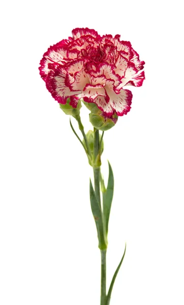 Vareigated carnation flowers — Stock Photo, Image