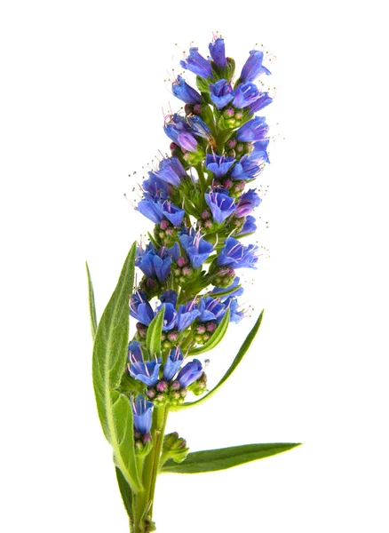 Echium callithyrsum, Blue bugloss de Gran Canaria — Fotografia de Stock