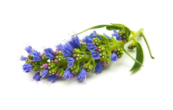 Echium callithyrsum, Blue bugloss di Gran Canaria — Foto Stock