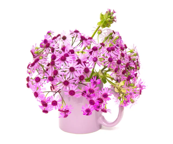 Pericallis webbii, běžně známé jako květ může — Stock fotografie