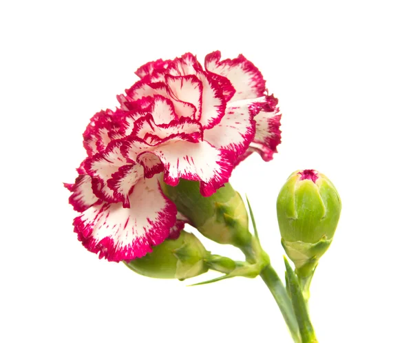 Vareigated carnation flowers — Stock Photo, Image