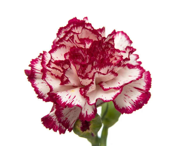 Vareigated carnation flowers — Stock Photo, Image