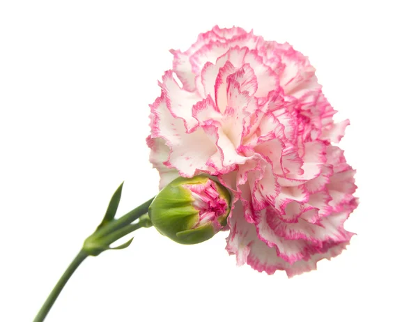 Vareigated nejlikor blommor — Stockfoto